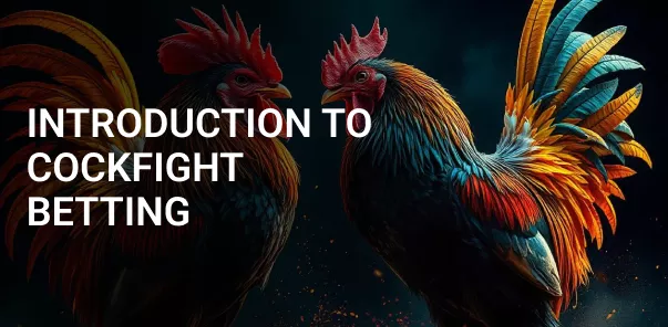 Introduction to Cockfight Betting